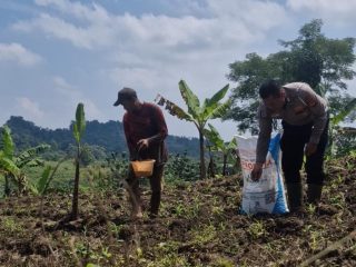 Dukung Ketahanan Pangan, Satlantas Polres Kuningan Dampingi Petani Desa Cibulan Rawat Tanaman Jagung